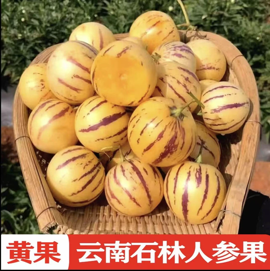 云南石林树上熟果黄肉圆果清甜多汁当季新鲜水果