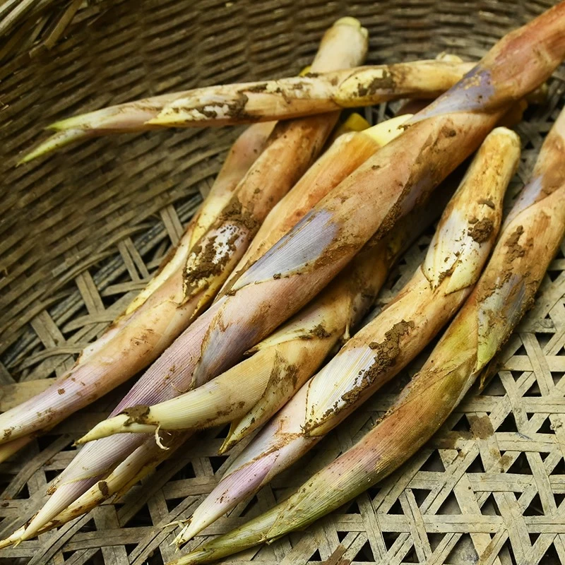 浙江农村新鲜现挖马鞭笋当季新鲜竹鞭笋夏笋食用鲜笋