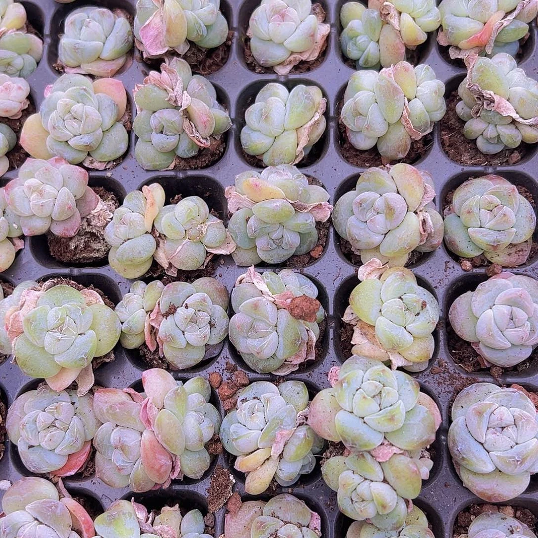 穴盘翡翠冰玉5颗19包邮