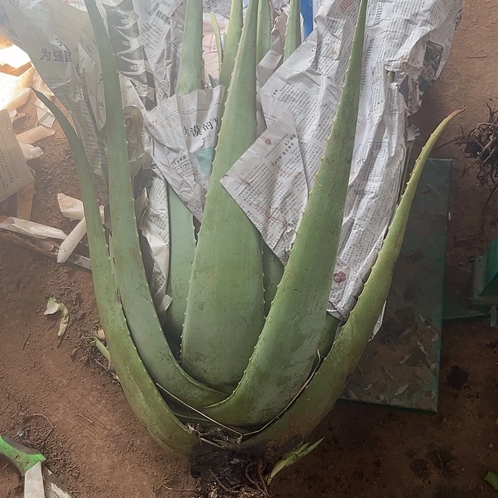 无花朵整颗32斤重库拉索