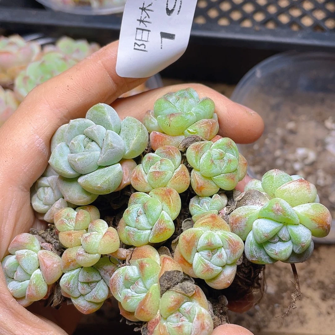 多肉植物多肉植物197