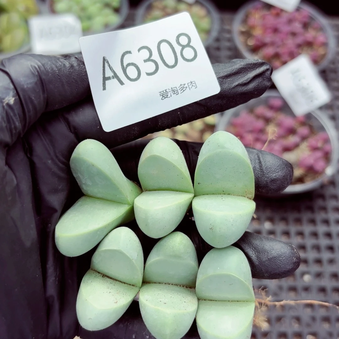 6308—生石花 生石花