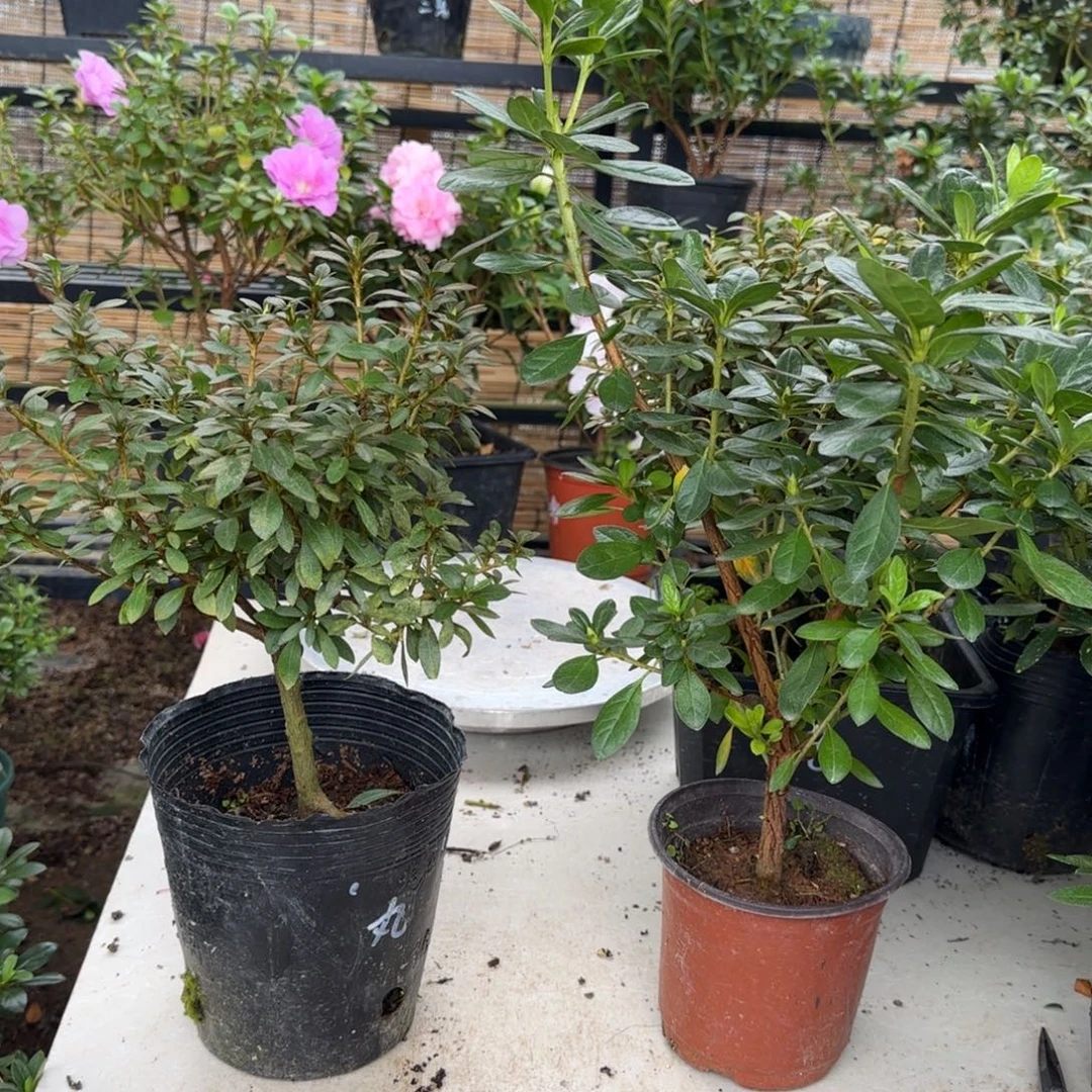 J***e完全开放日之丸雪晴