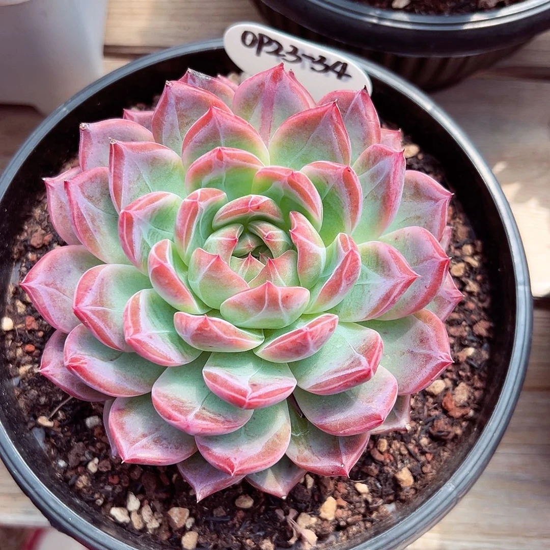 0923-34草莓樱桃。