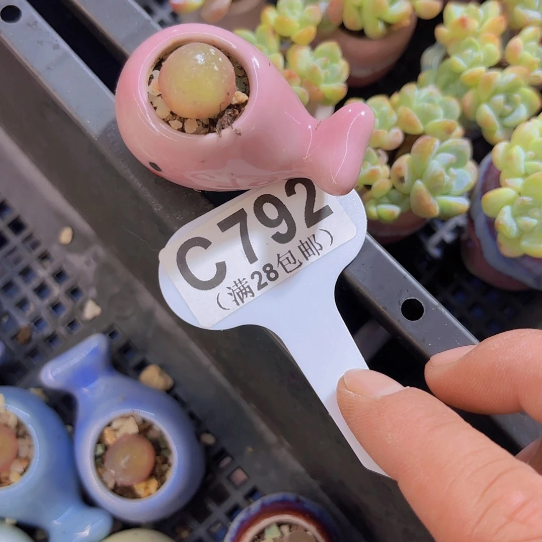 C792灯泡一物一拍