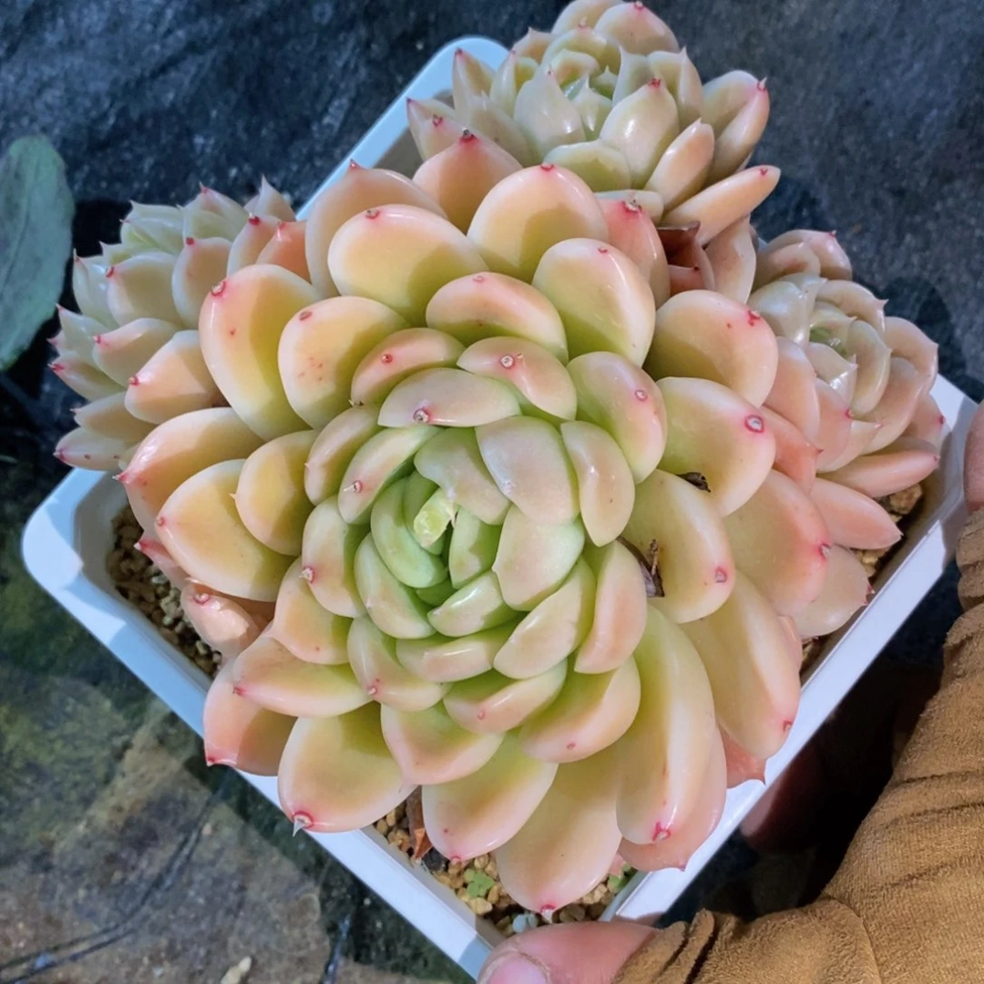 W****?可问主播品种，下滑链接更多品种多肉