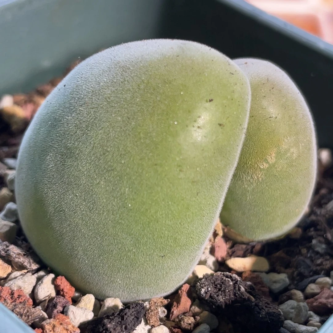 双头宝辉玉植物一物一拍