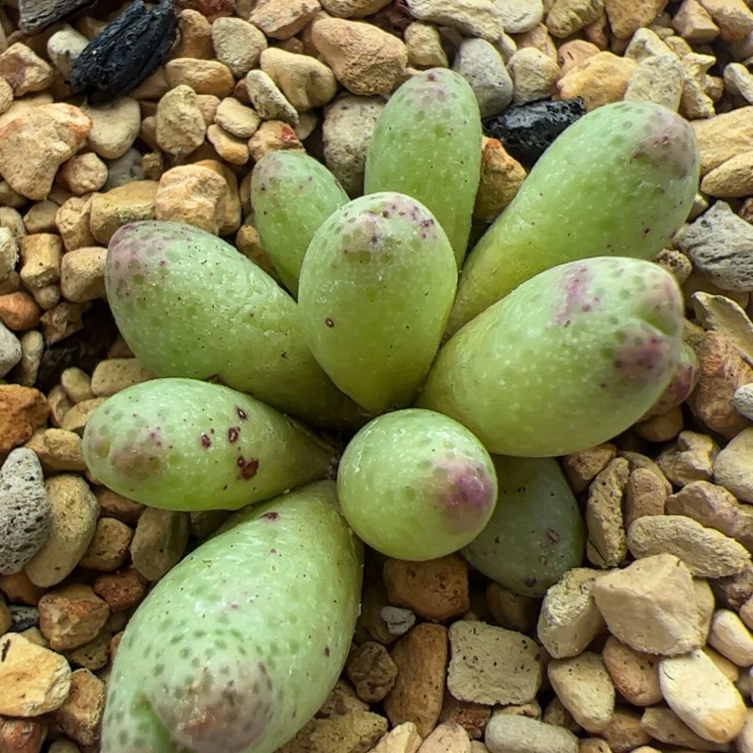 大家过年好22615