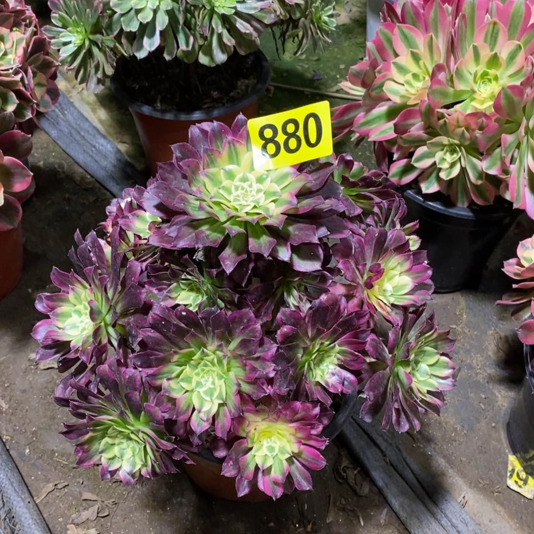 天河多肉法师880