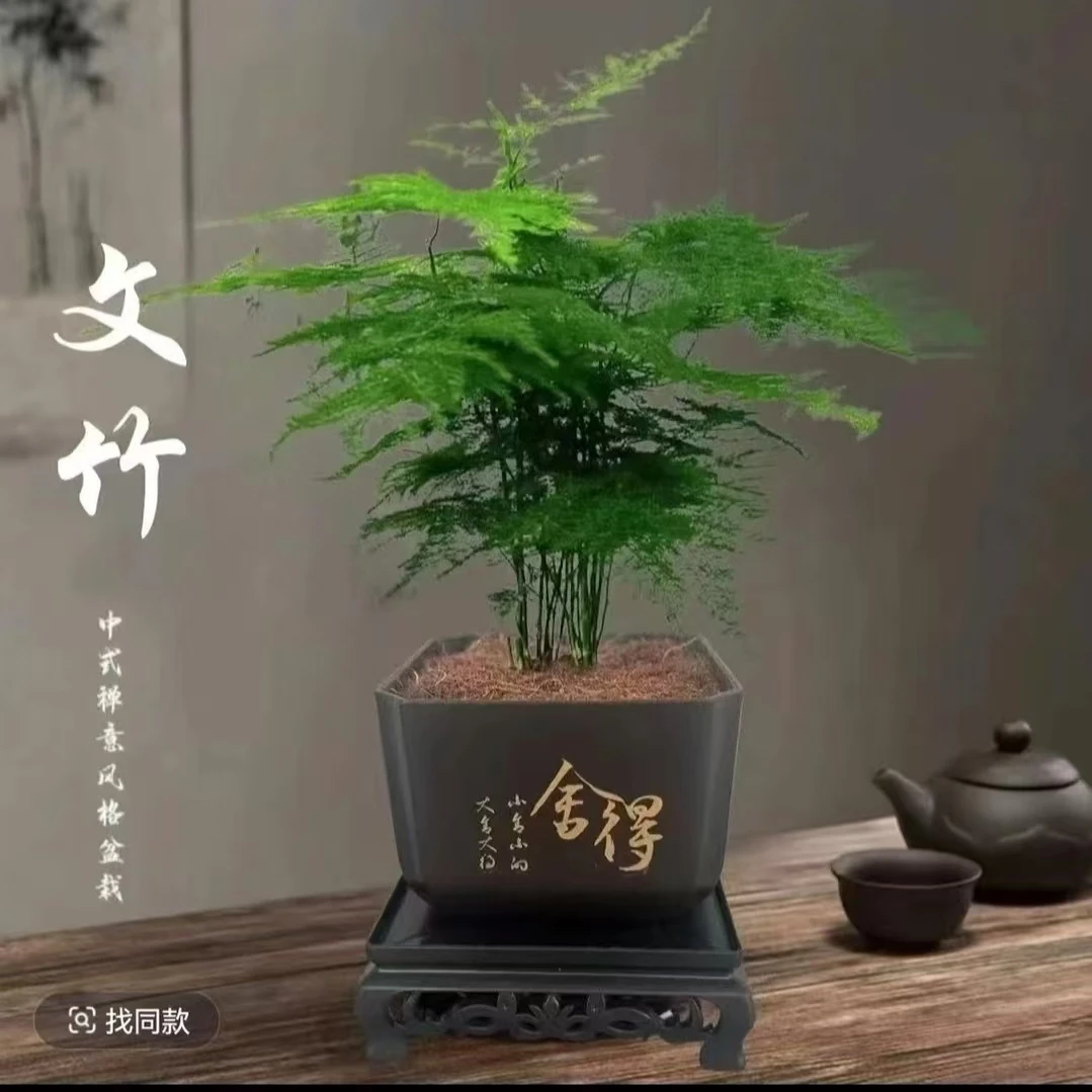 【文竹盆栽小绿植】哈密同城小时达文竹盆栽 室内办公室 水培易养活