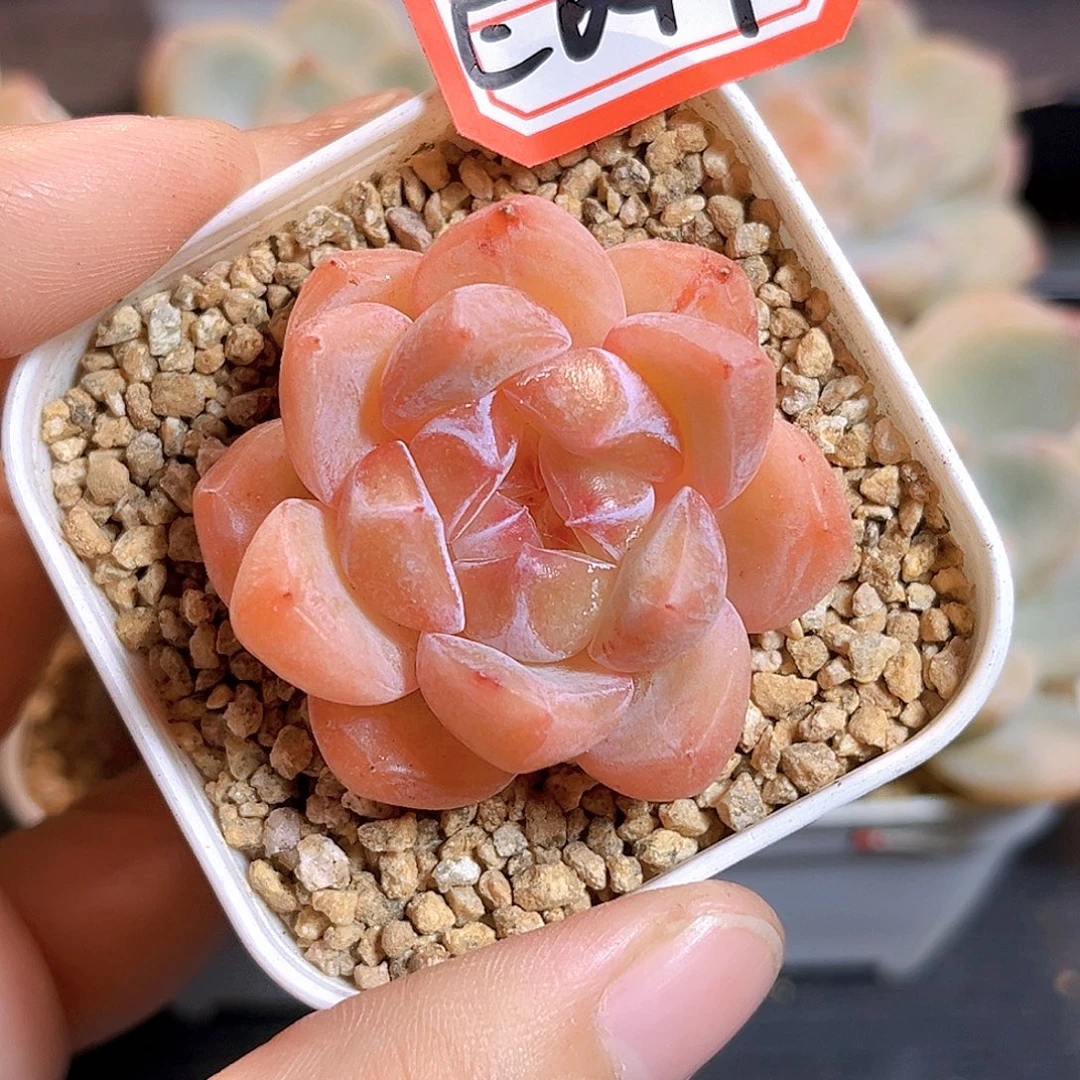 E647一物一拍 钻石珍妮