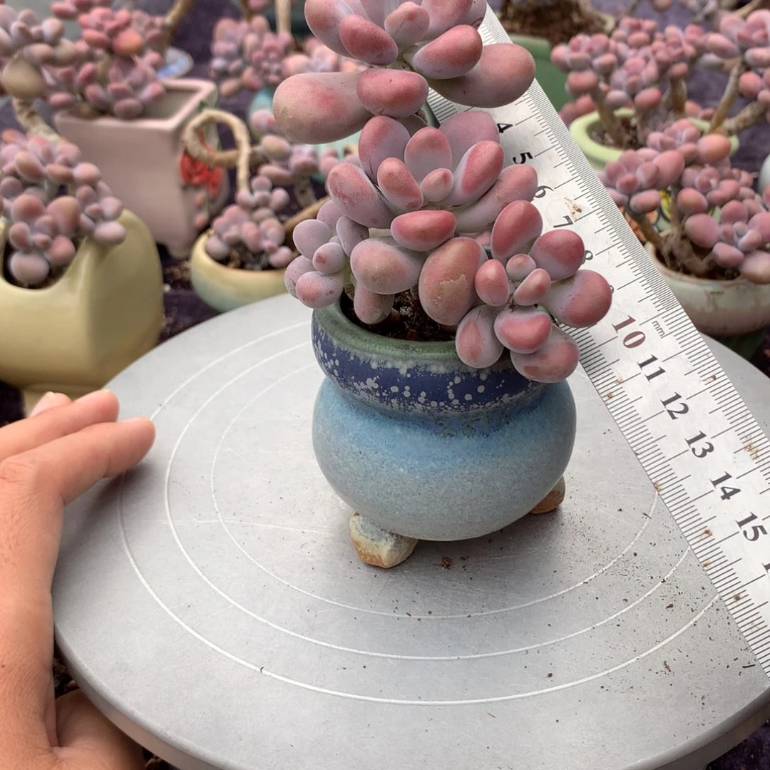 2颗带盆右不带盆偏远地区不包邮的