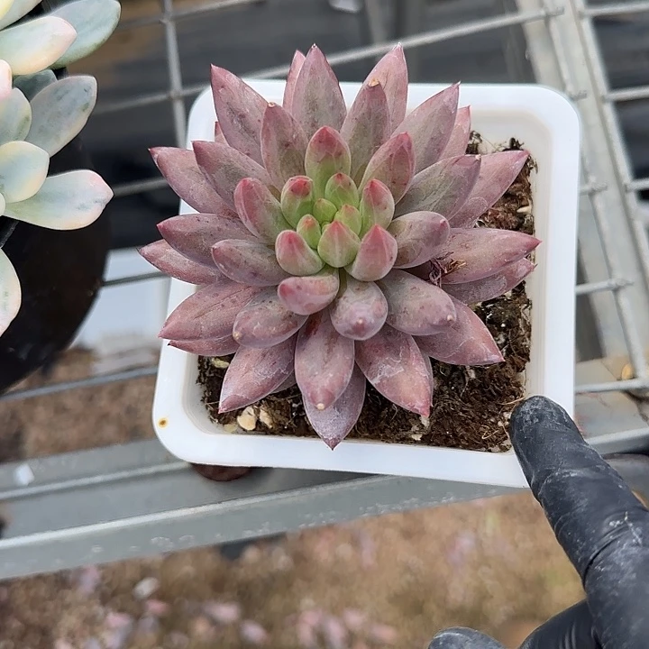 ****伱青蛙王子儿童牙膏11