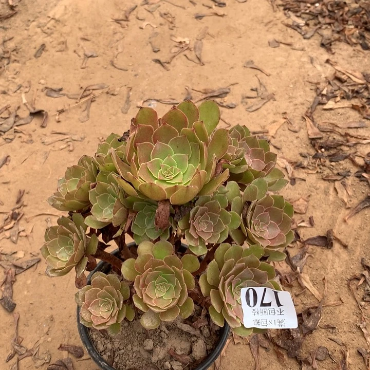 170桃花石手捧东棚
