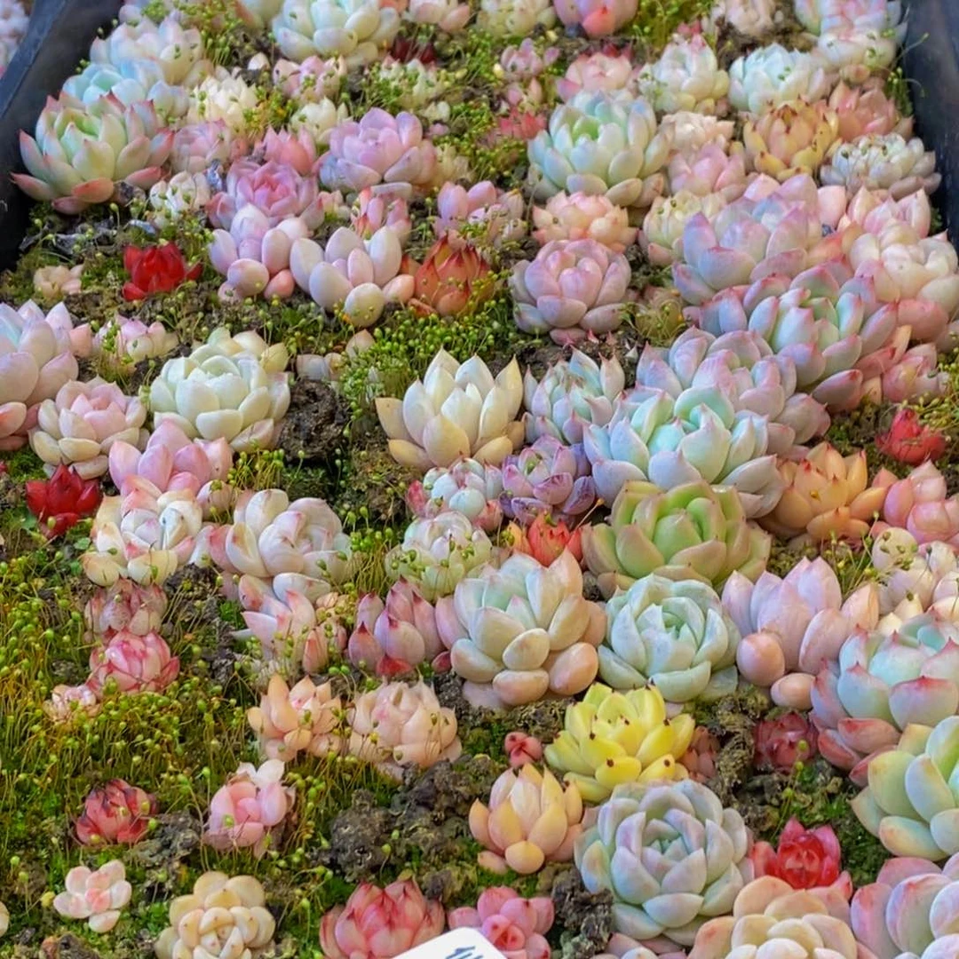 艾*儿573多肉植物保护研究所所长助理