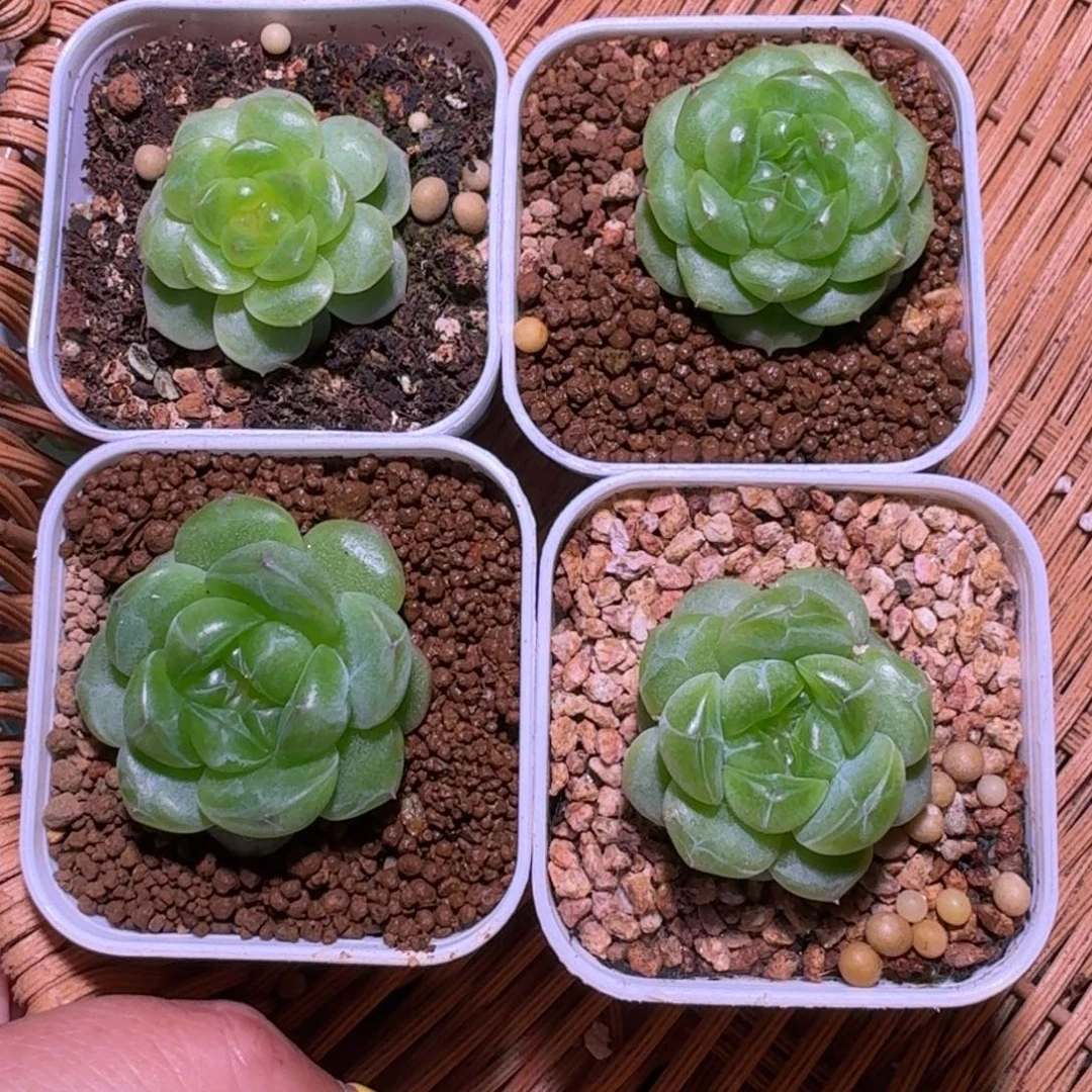 木***人木头专拍哈哈哈哈哈
