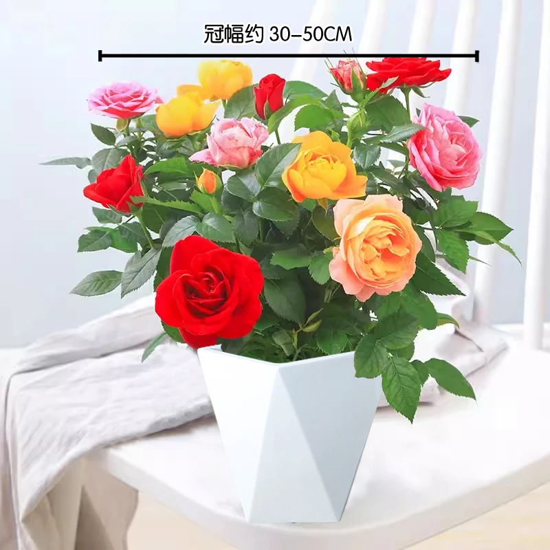 F混色月季花盆栽四季开花阳台庭院花苗带花苞月季花苗花卉QY