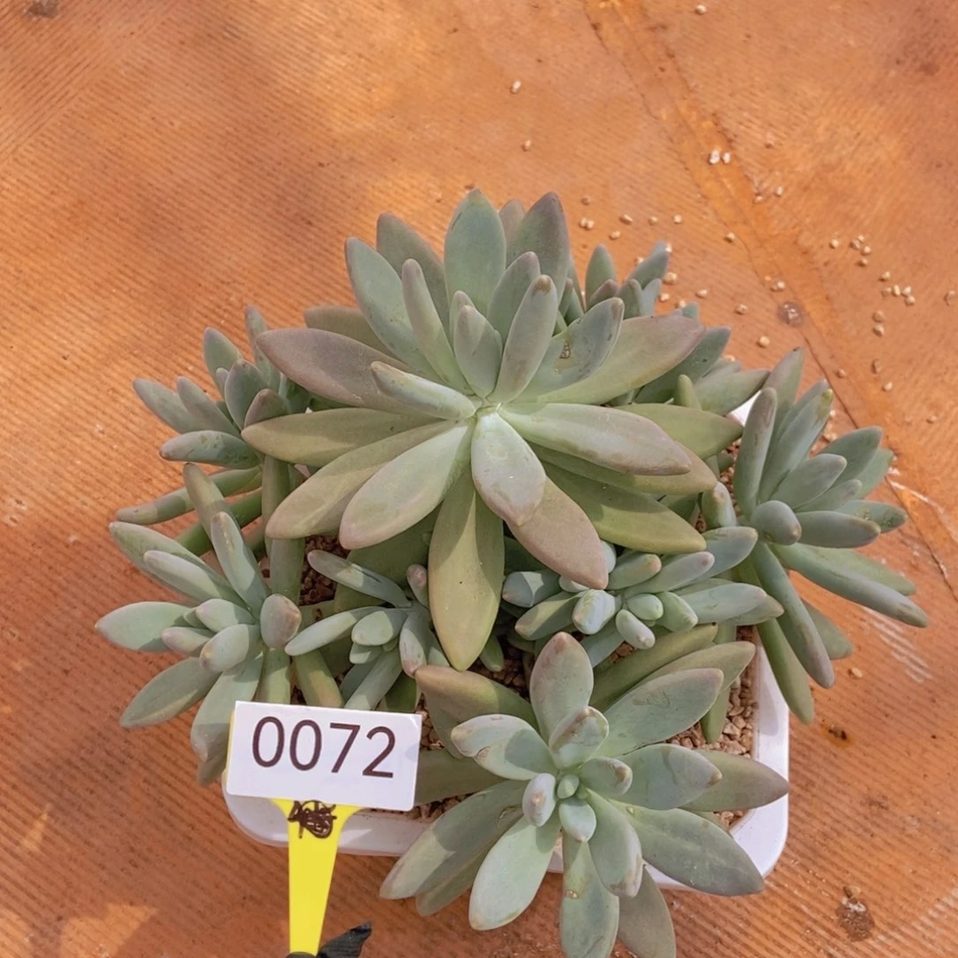 企鹅。  0072号。