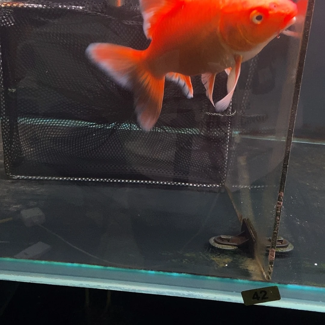 不***，蝴蝶鲤41号红色蝴蝶鲤