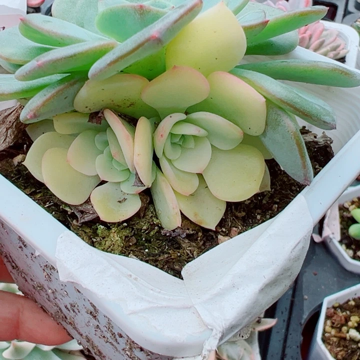 阴阳锦多肉植物302