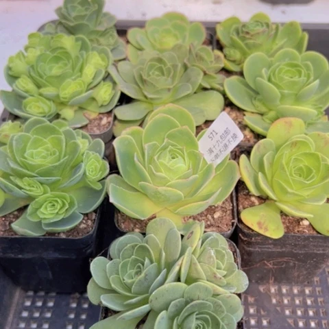 571 山地玫瑰基地福利