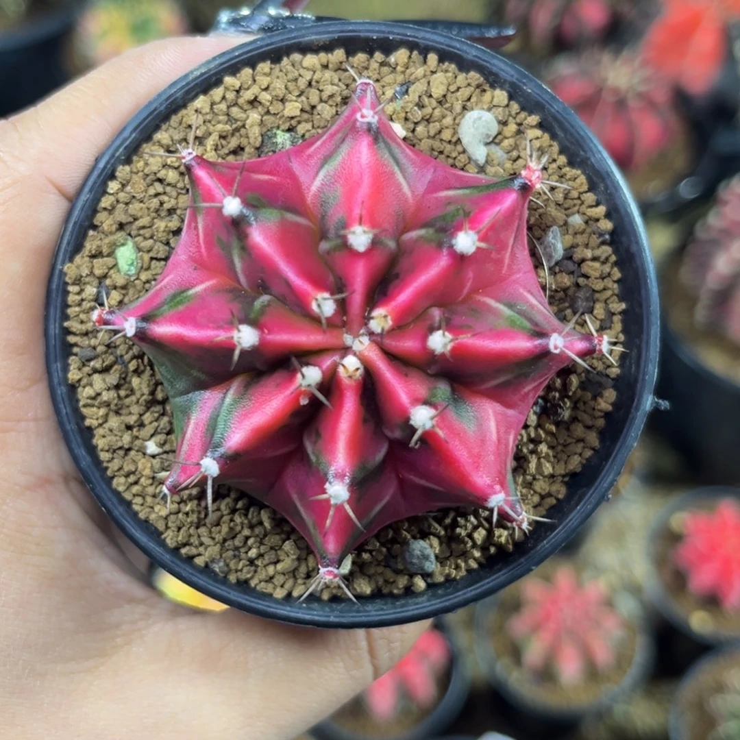 泰系米哈锦 带盆土发货