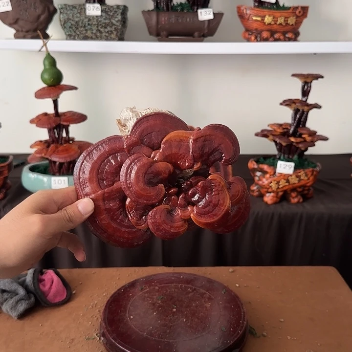 林***哥无花朵灵芝盆景居家盆景