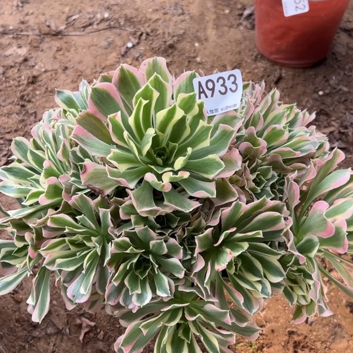 白凤多肉植物933.