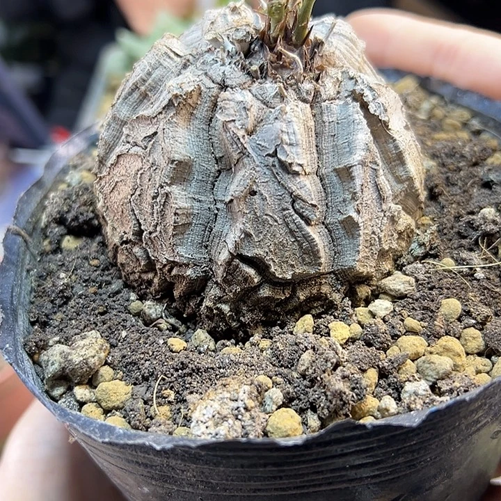 25号南非龟甲龙带盆老盆7.5公分