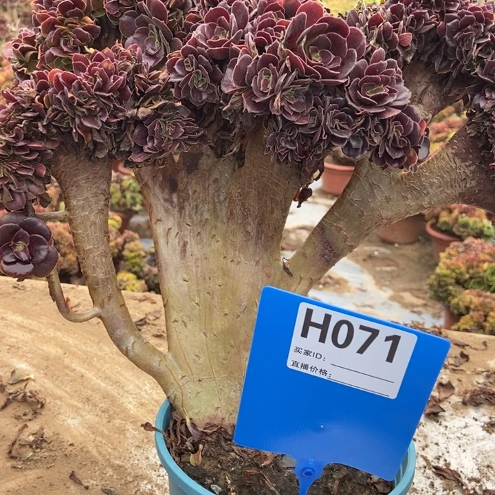 敏***H071欧紫欧缀欧紫