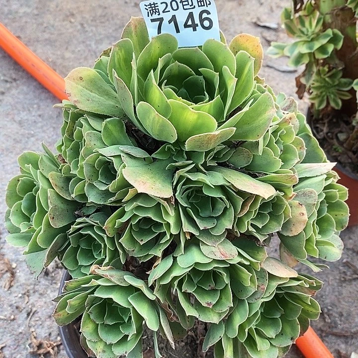 7146 一颗万圣杰 翡翠流利