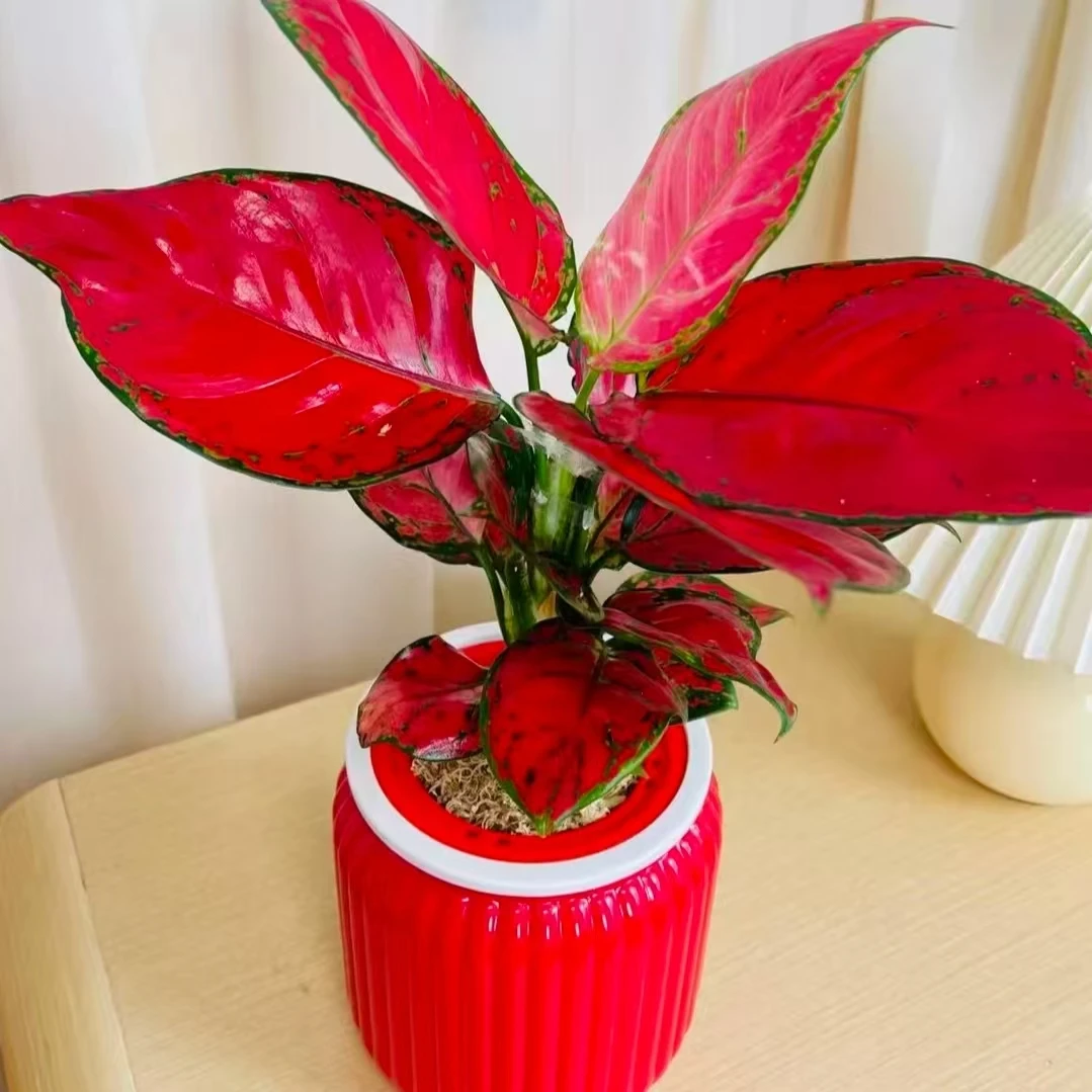 吉利红如意盆栽室内水培植物四季好养吸除甲醛