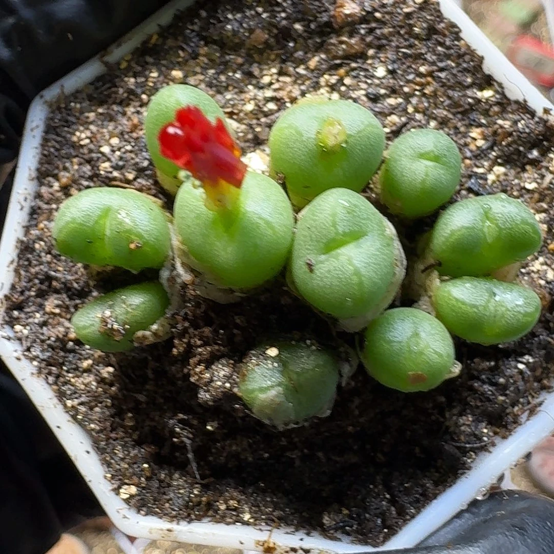 生石花111111。   91