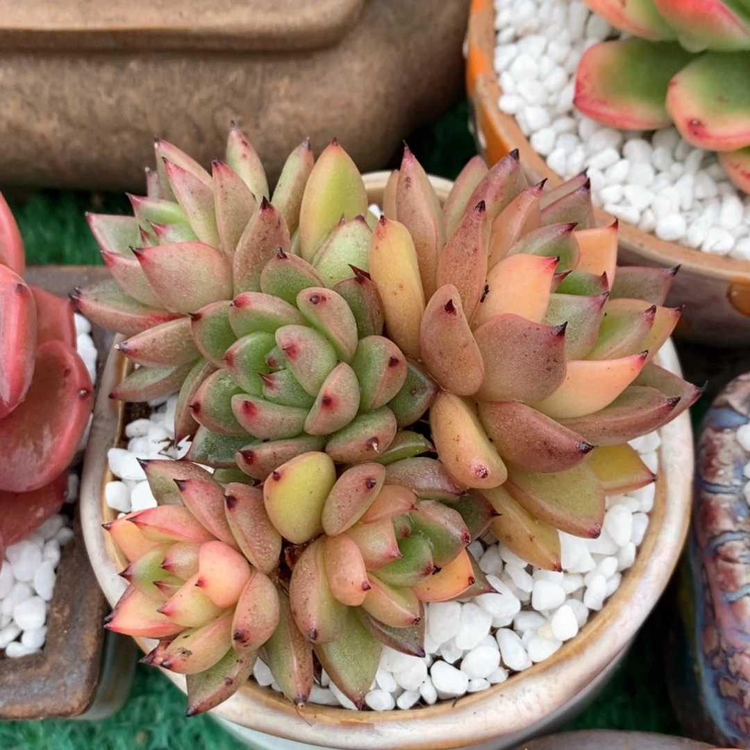 冬云锦多肉植物盆栽