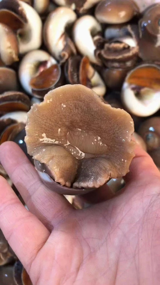 新鲜猫眼螺去水去沙发货