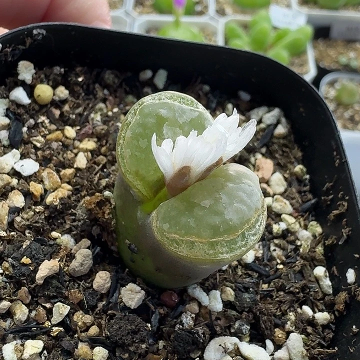 阿***乾老马生石花磁铁824