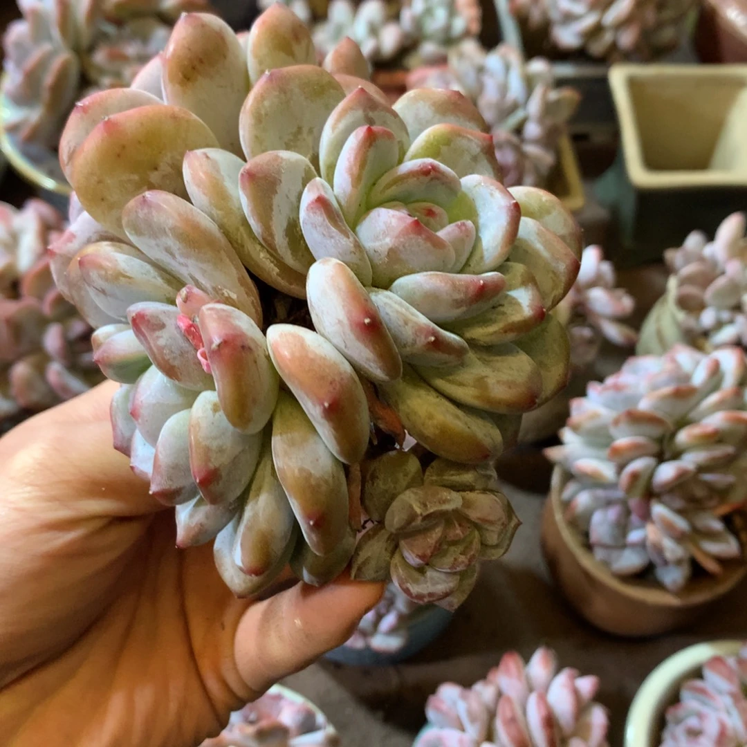 哈哈哈哈哈哈哈哈