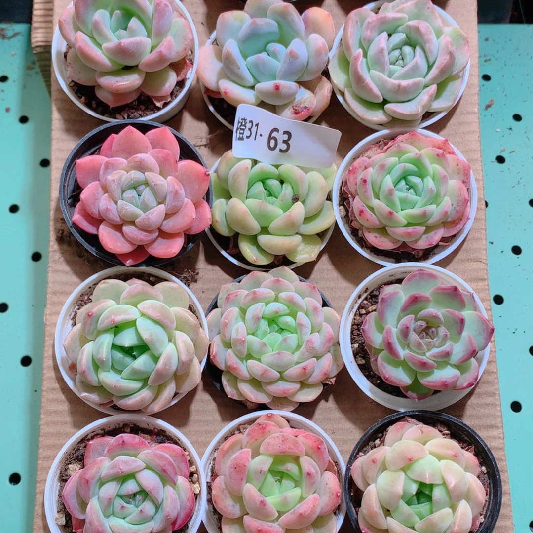 31-63一物一拍带盆18颗