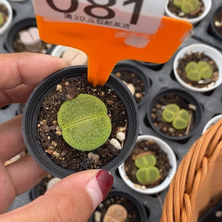 ღ***໑生石花等植物081
