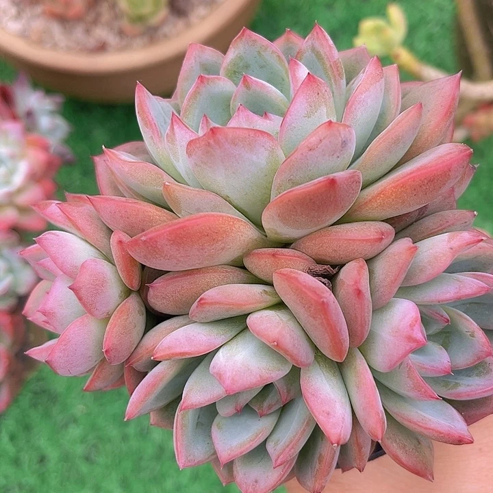 红鸾09240多肉植物