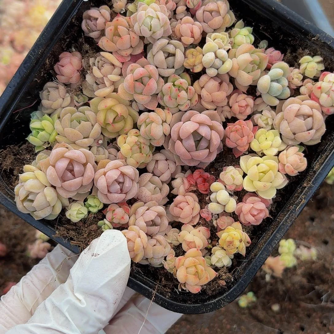 多肉植物多肉植物795