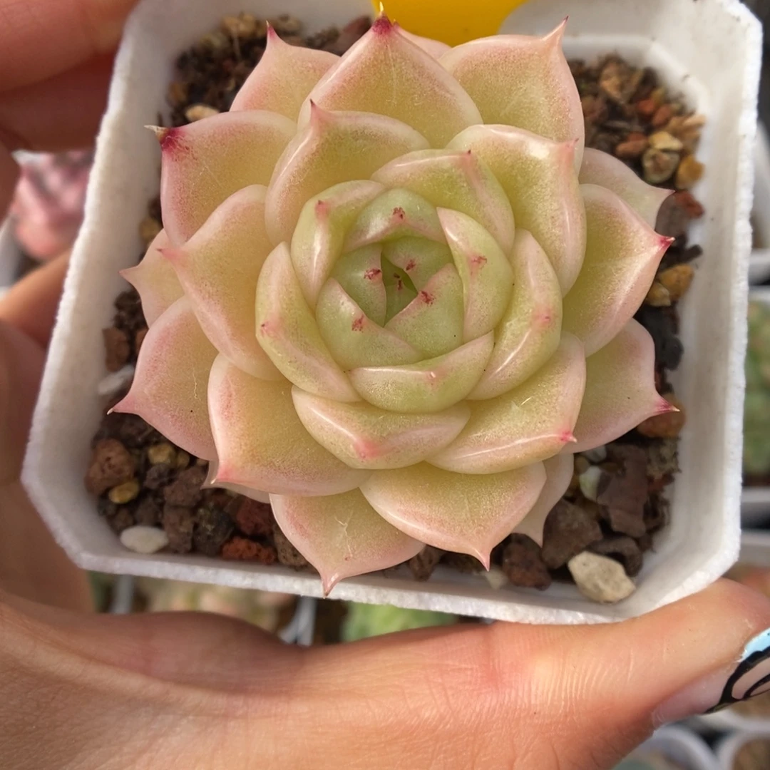 橘柚麦秆可拍4781号