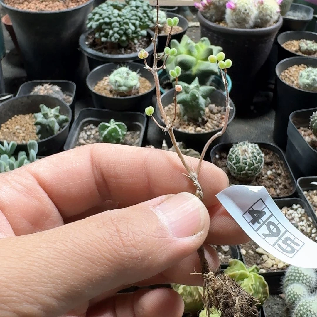 495糖球枝干脱土发货