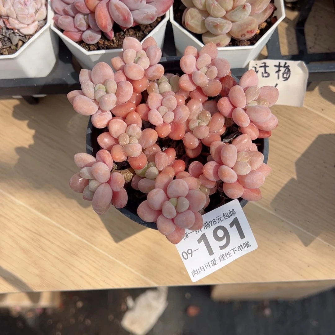 鱼子酱多肉多肉多肉多肉