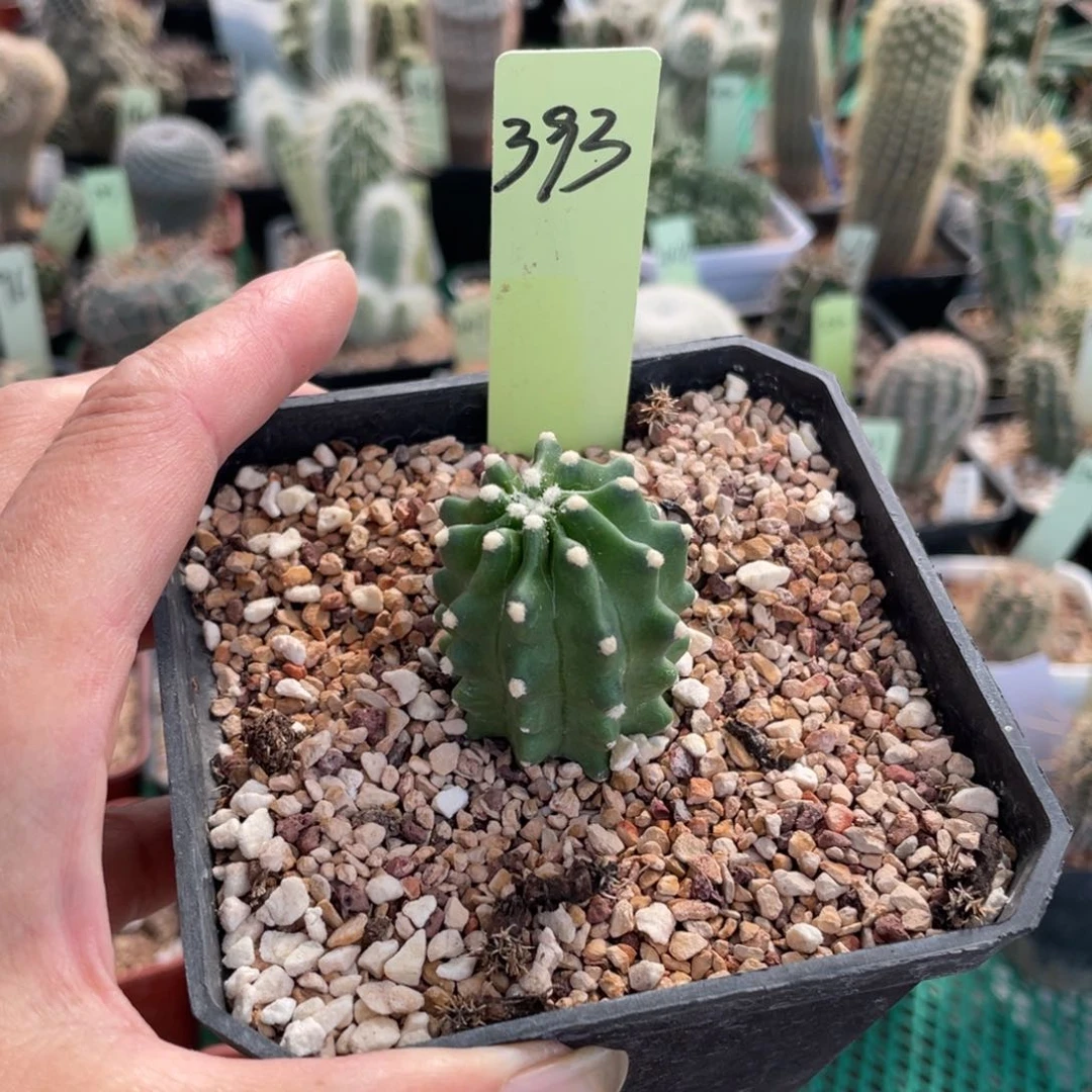 鹿角柱实生仙人球鬼见城