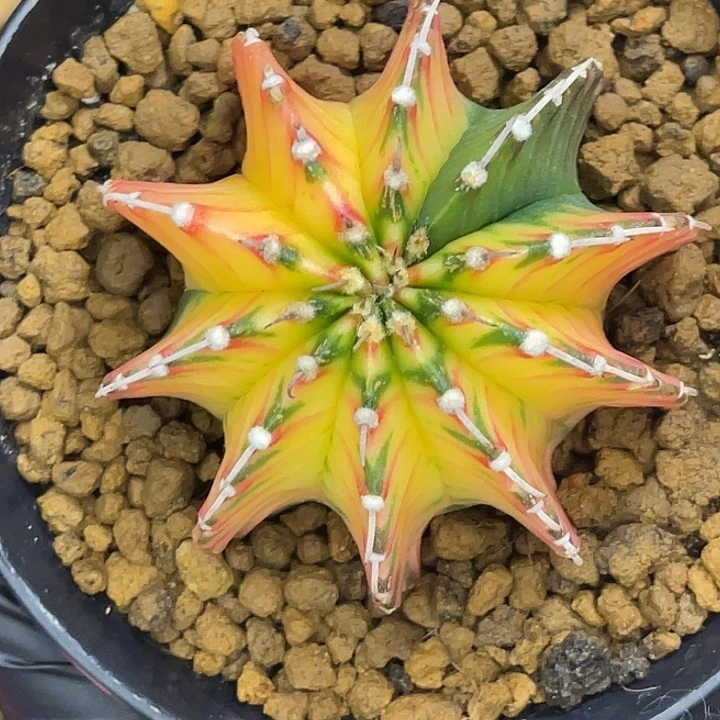 双十二福利 金色锁链。