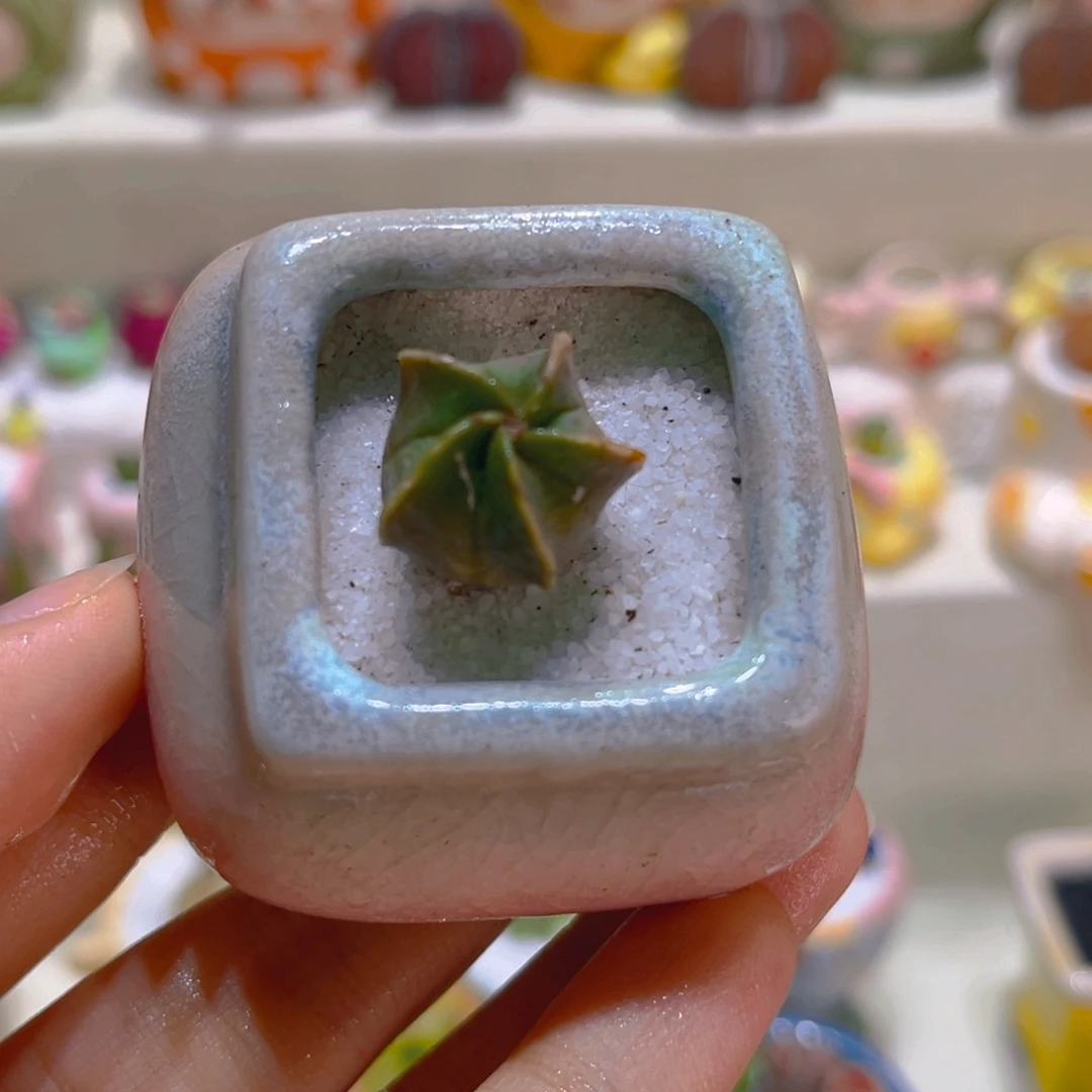 061高端仙人球鸾凤玉锦带盆带土