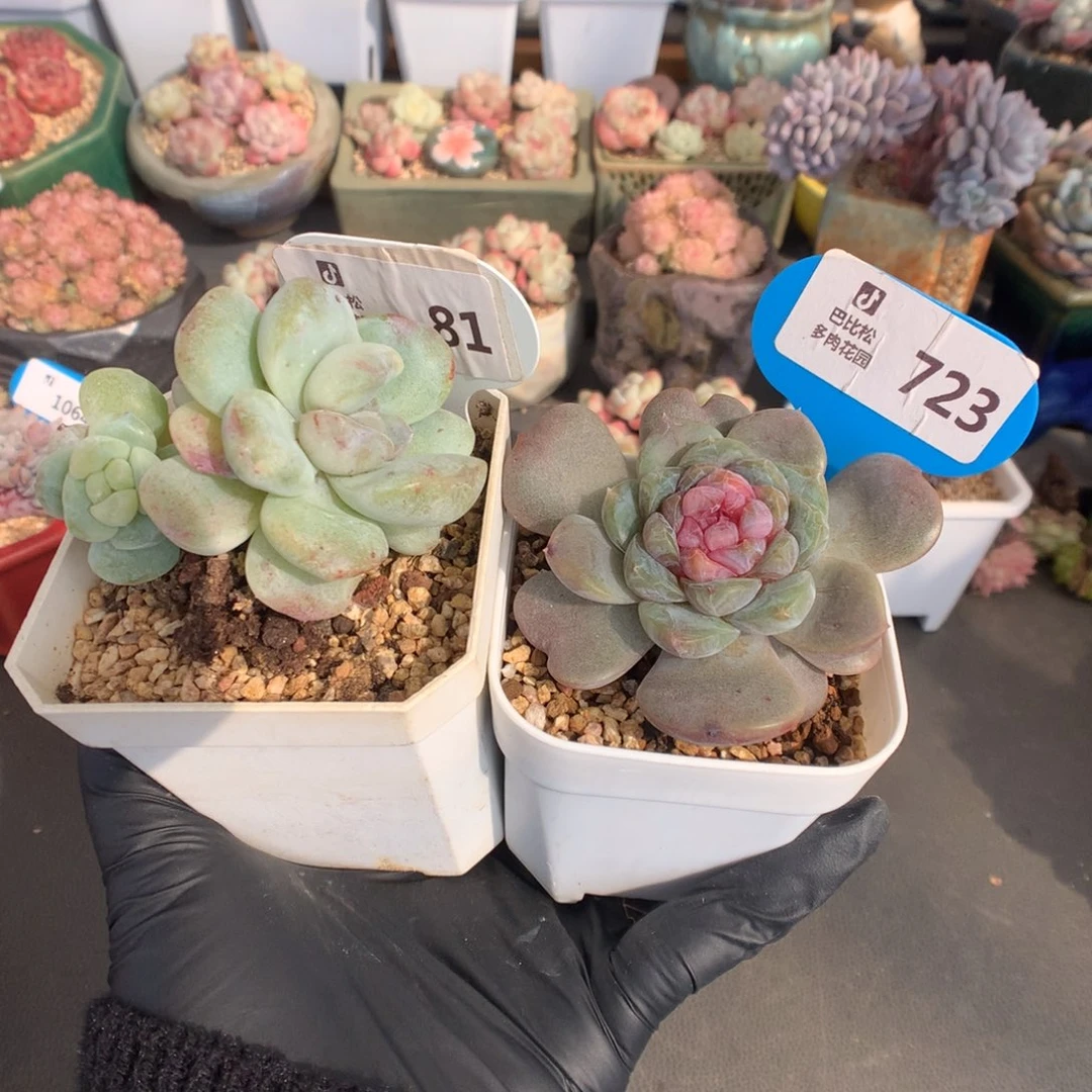 ****雪81-723 补的肉多肉多肉