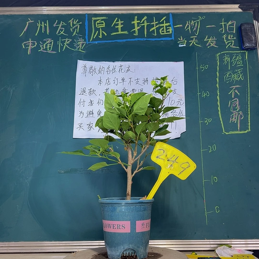 当前无花栽培后可以开花 绿樱  249