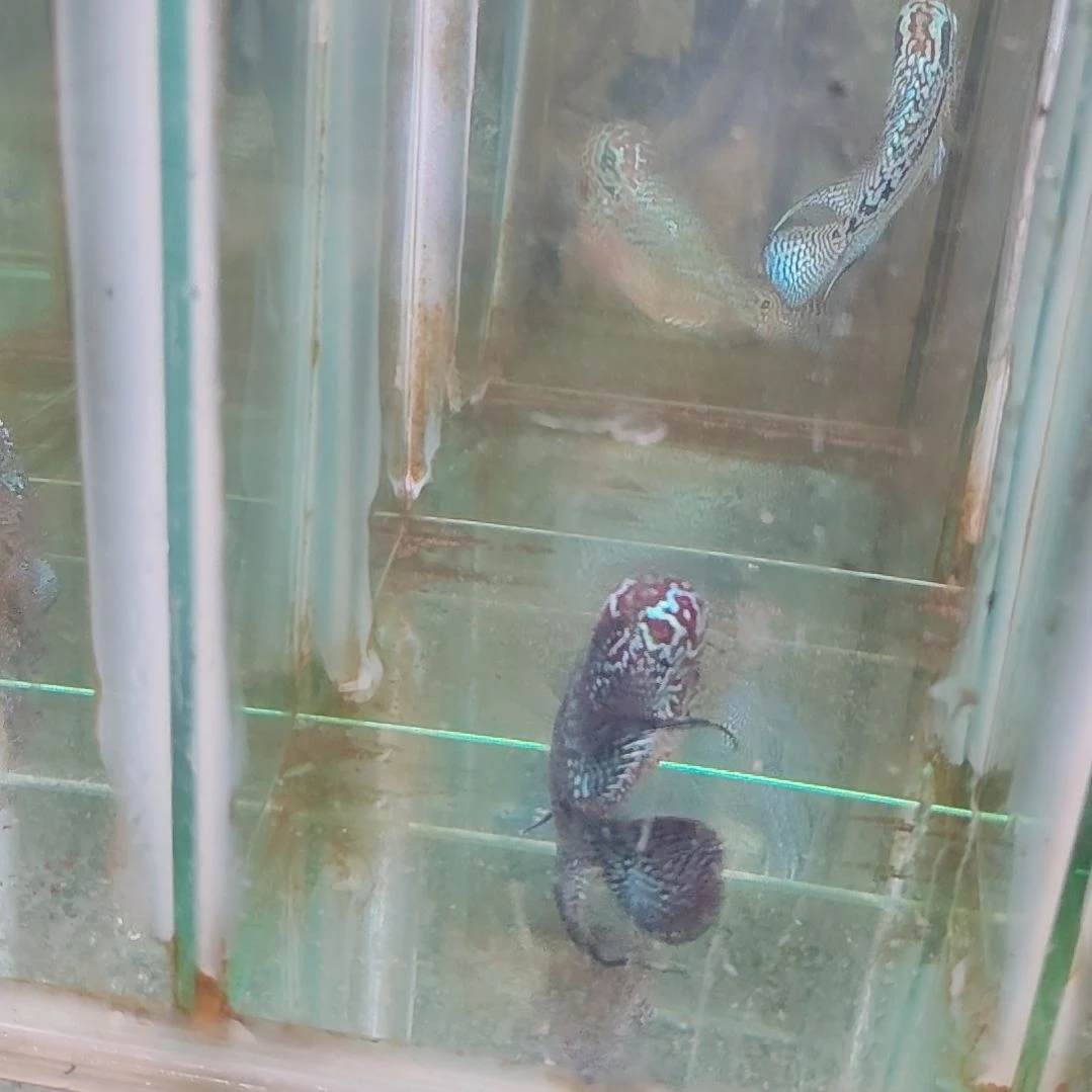 罗汉鱼鱼222222222222